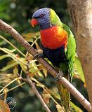 Rainbow Lorikeet 9Y209D-058